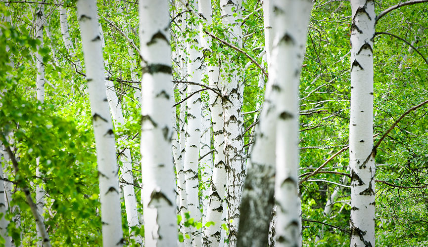 Can You Burn Pine In A Wood Stove?