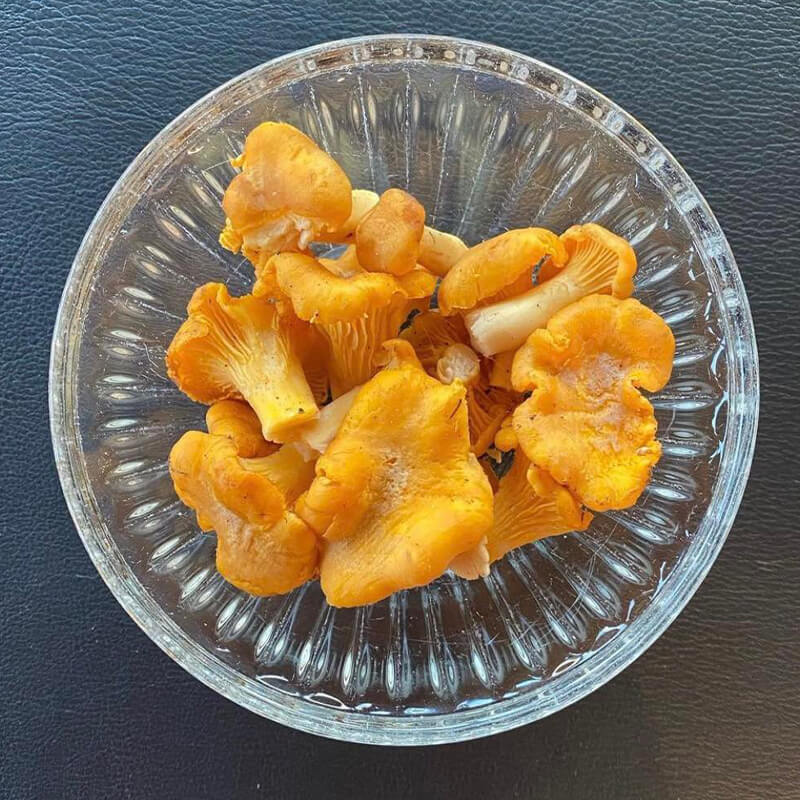 Yellow chanterelles in a glass bowl.