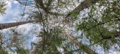 Trees seen from below
