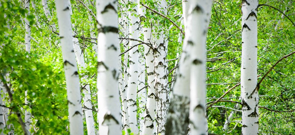 Beech forest. Photo.